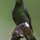 Colibri flavescent