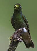 Buff-tailed Coronet