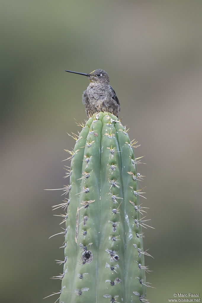 Colibri géantadulte, identification