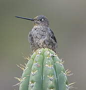 Colibri géant