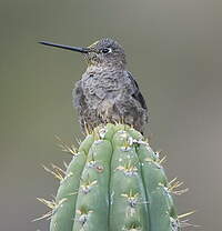 Colibri géant