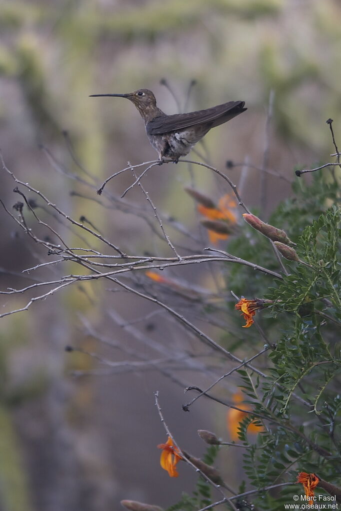 Giant Hummingbird