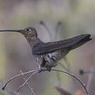 Colibri géant