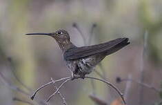 Colibri géant