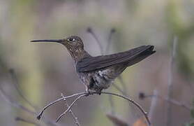 Giant Hummingbird