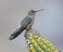 Colibri géant