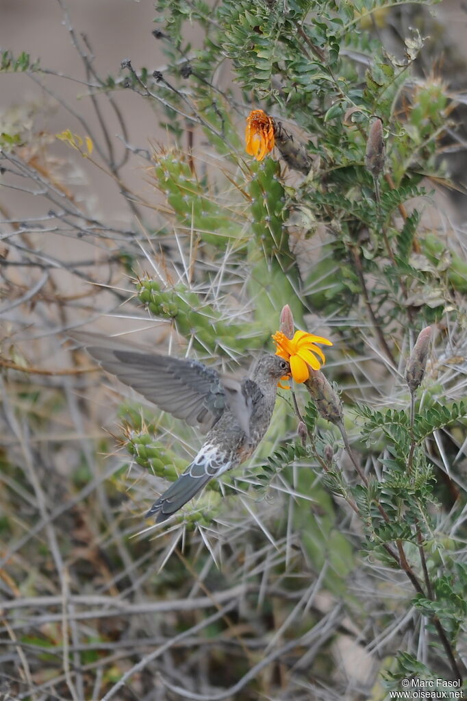 Colibri géantadulte, régime, Comportement