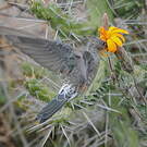 Colibri géant