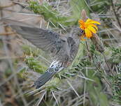 Colibri géant