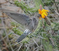 Giant Hummingbird