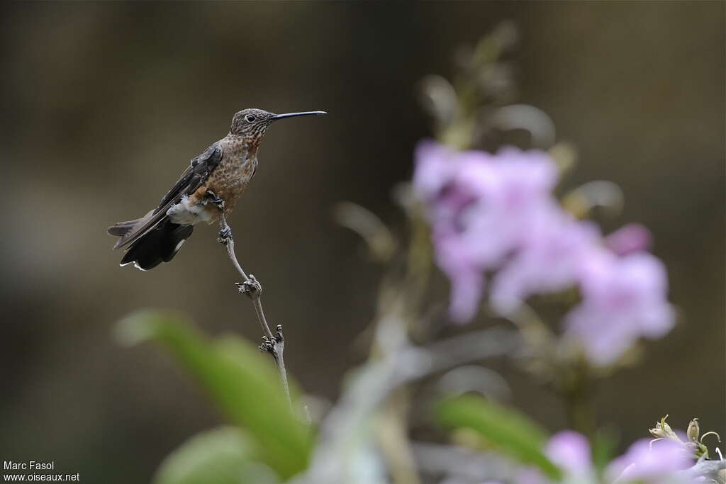 Colibri géantjuvénile, identification