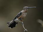 Colibri géant