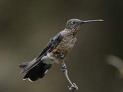 Giant Hummingbird