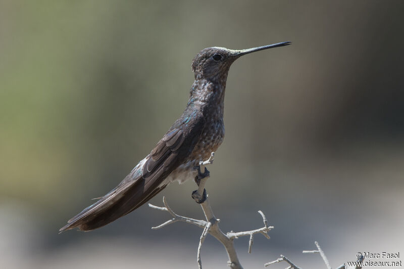 Giant Hummingbirdadult post breeding, identification