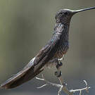 Colibri géant
