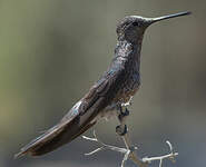 Colibri géant