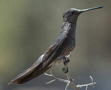 Giant Hummingbird