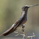 Colibri géant