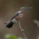 Colibri géant