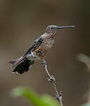 Colibri géant