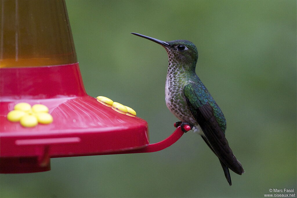 Many-spotted Hummingbirdadult, identification, feeding habits