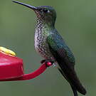 Colibri grivelé