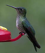 Many-spotted Hummingbird