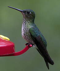 Colibri grivelé