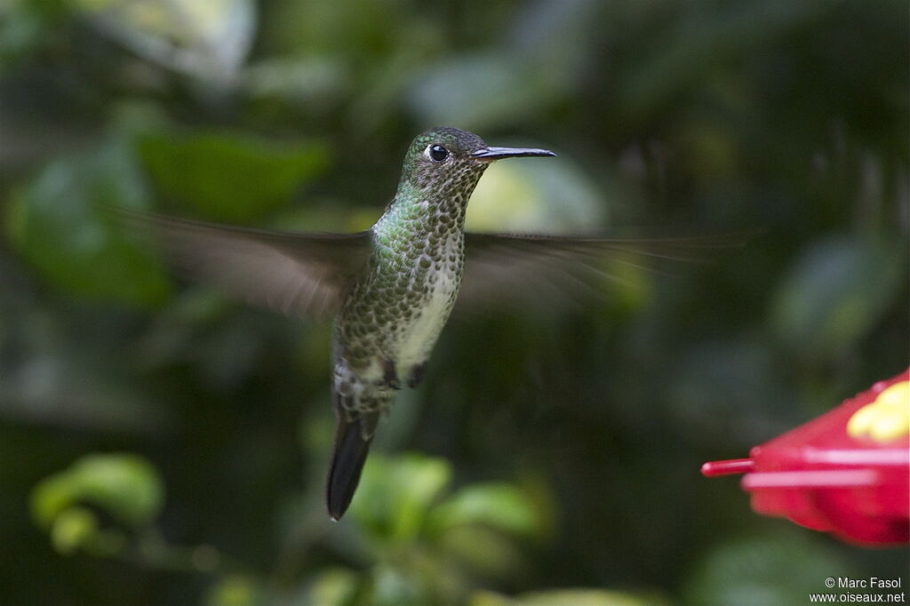 Colibri griveléadulte, identification, Vol, régime