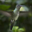 Colibri grivelé