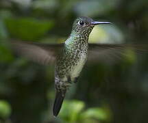 Many-spotted Hummingbird