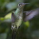 Colibri grivelé