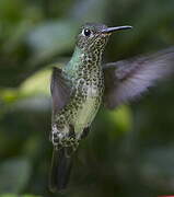 Many-spotted Hummingbird