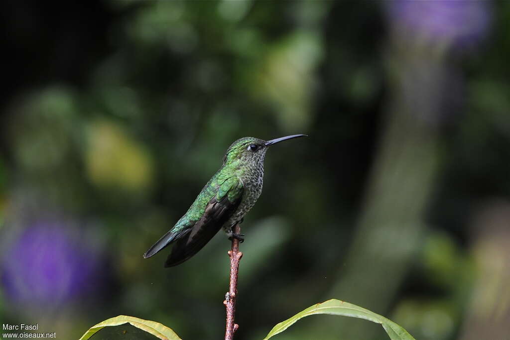 Many-spotted Hummingbirdadult, identification