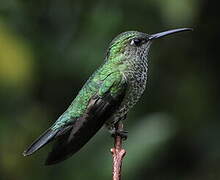 Colibri grivelé