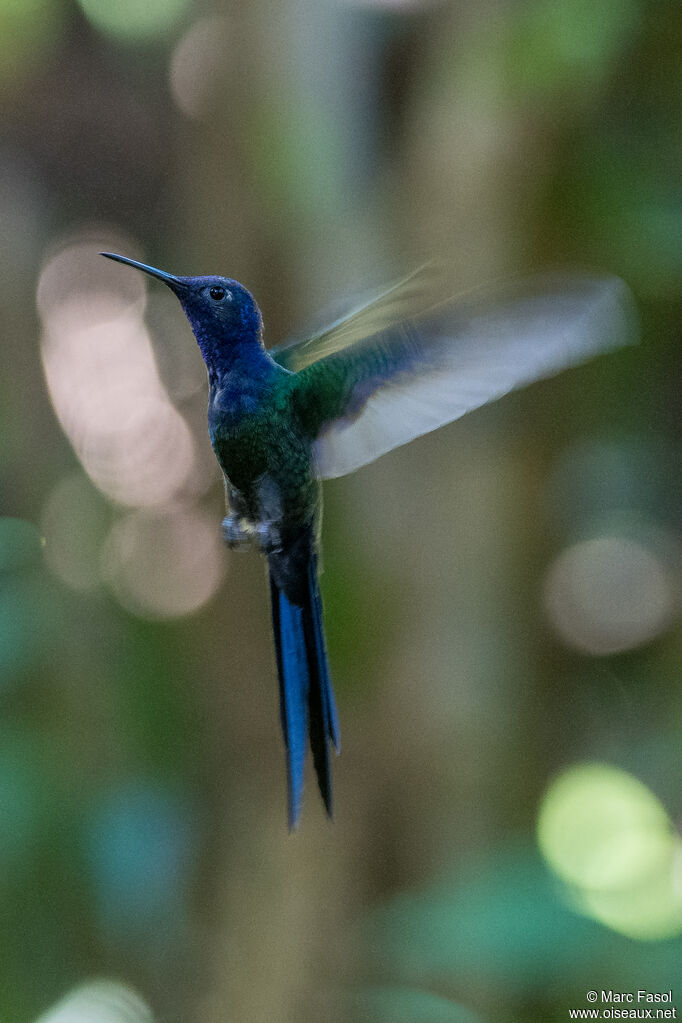 Colibri hirondelleadulte, Vol