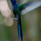 Colibri hirondelle