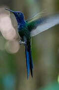 Swallow-tailed Hummingbird