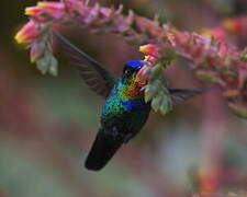 Fiery-throated Hummingbird