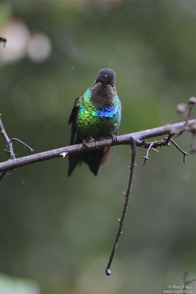 Fiery-throated Hummingbirdadult, identification