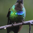Colibri insigne