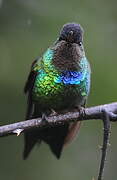 Fiery-throated Hummingbird