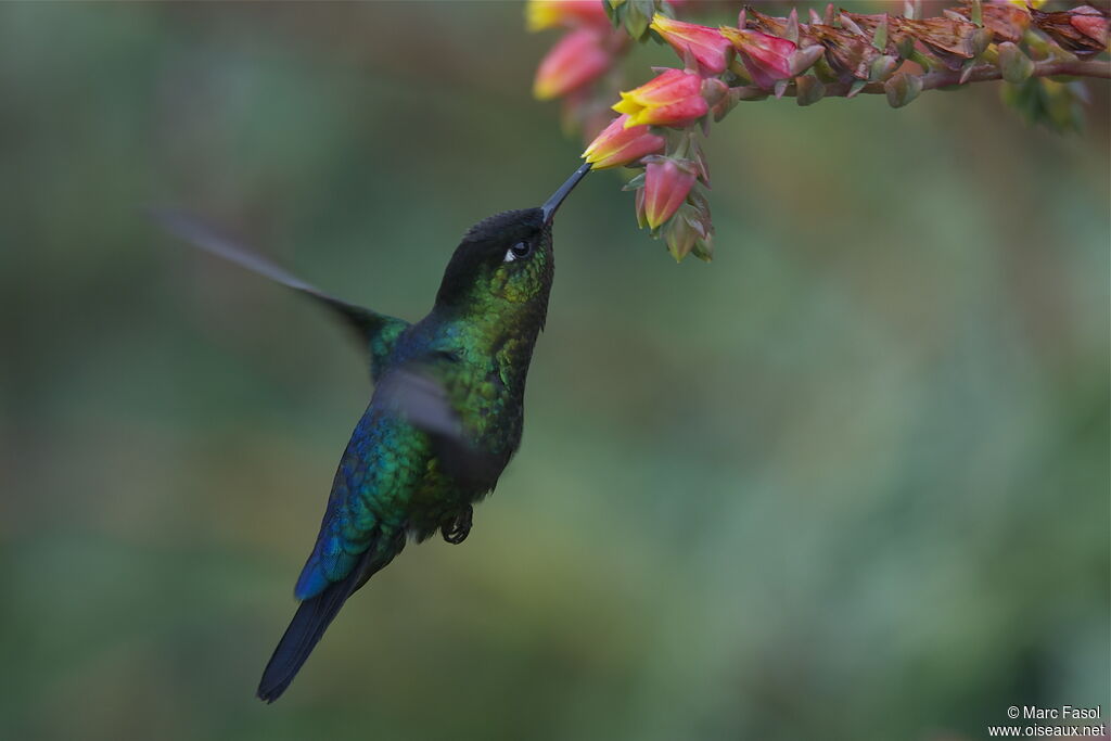 Fiery-throated Hummingbirdadult, identification, Flight, feeding habits, Behaviour