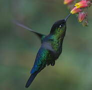 Fiery-throated Hummingbird