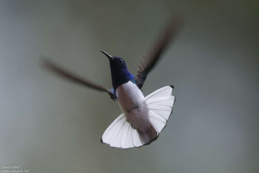 White-necked Jacobin male adult breeding, pigmentation, Flight, Behaviour