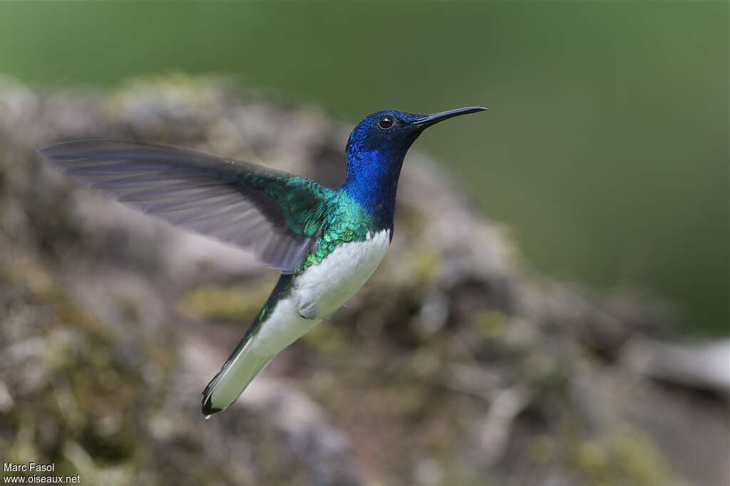 White-necked Jacobin male adult breeding, pigmentation, Flight