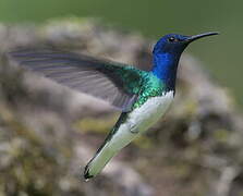 White-necked Jacobin