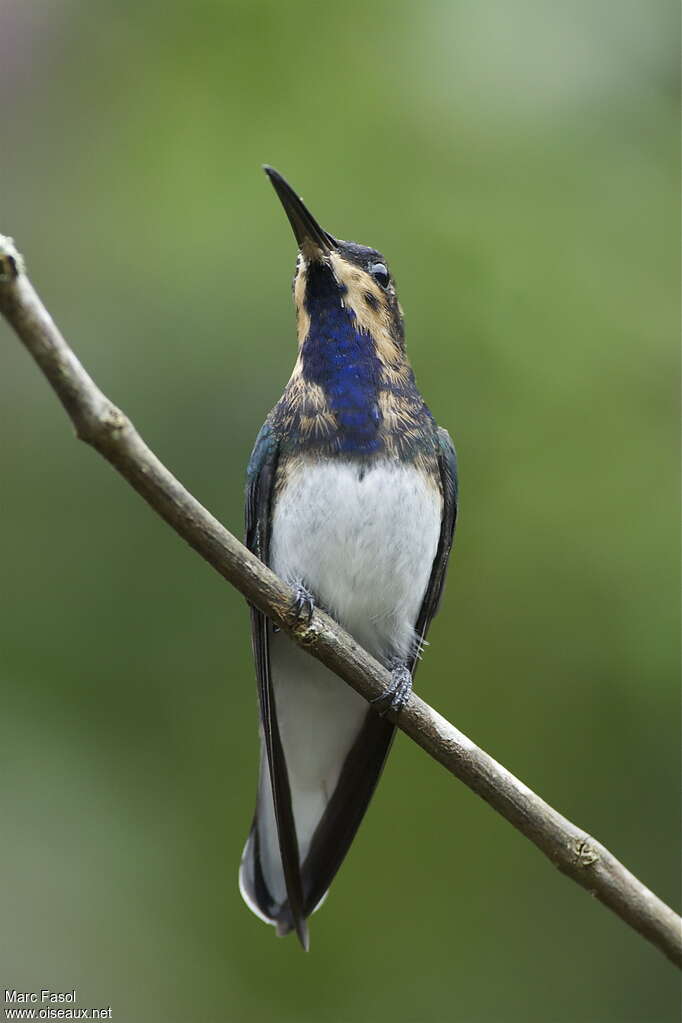 White-necked Jacobin male immature, close-up portrait