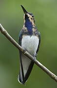 White-necked Jacobin