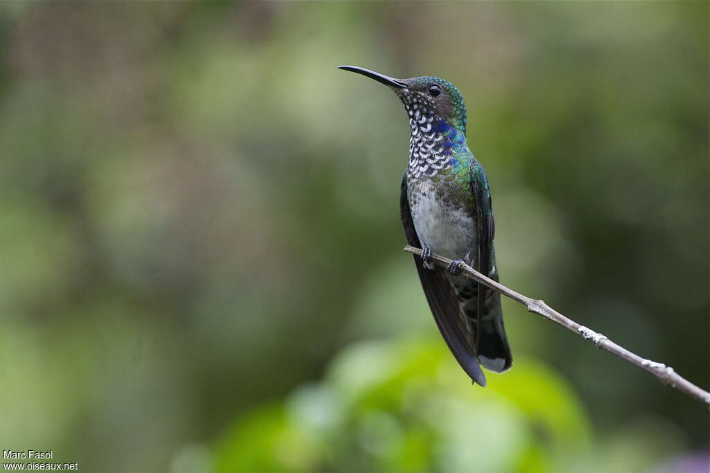 Colibri jacobin femelle adulte, identification